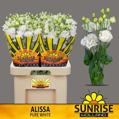 Eus G Alissa Pur Whi 70cm