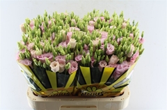 Eust G Lisanne L Pink 70cm