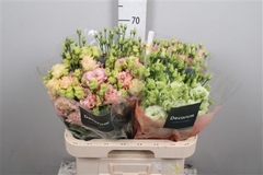 Eus G Alissa Gem Fst 70cm