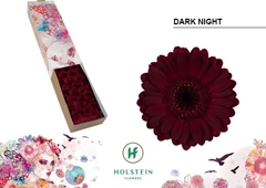 Germini Dark Night 45cm 7cm Ø