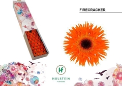 Ge Ms Gersp Firecrac 45cm 7cm Ø