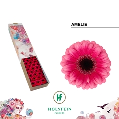Germini Amelie 45cm 7cm Ø