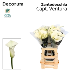 Zant Capt Ventura 65cm