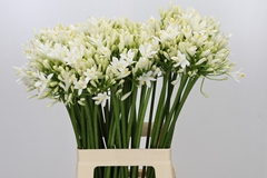 Agap Gletsjer 70cm