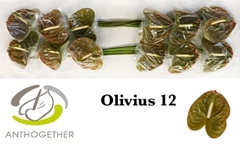 Anth A Olivius 13cm Ø