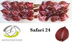 Anth A Safari 11cm Ø