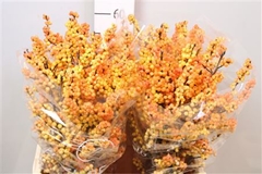 Ilex Ilexia Victoria 60cm