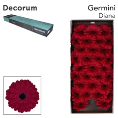 Germini Diana 45cm 7cm Ø