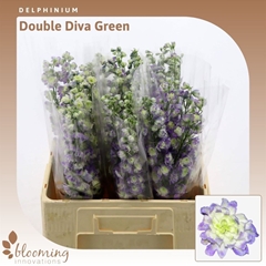 Delph Du Diva Green 60cm 23