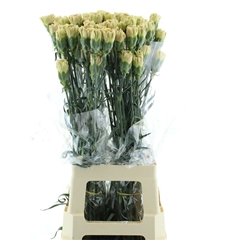 Di St Ambar 65cm 23