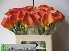 Zanted Dutch Glory 55cm