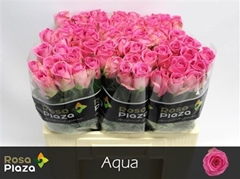 R Gr Aqua!