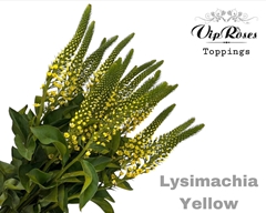 Lysimachia Yellow