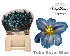 Tu En A Royal Blue