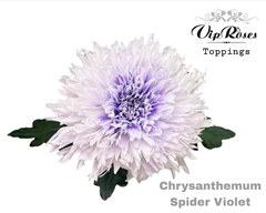 Chr G Spider Violet