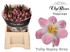 Tu En Gypsy Grey