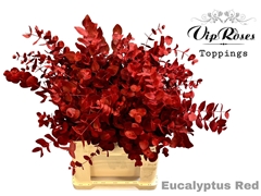 Euca Cinerea Red 200gr