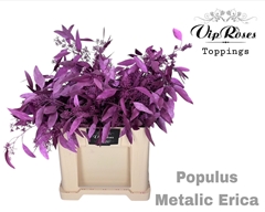 Euca Populus Bes Metallic Erica