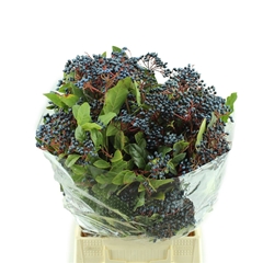 Viburnum Met Bes Bunch 55cm 250gram