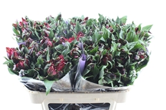 Alstr Astro Rigel 70cm 75gram
