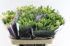 Alstr Astro Thabit 70cm 75gram