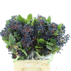 Viburnum Met Bes Bunch 50cm