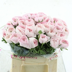 Ran Su Hanoi 35cm 50gram