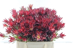 Leucad Sal Blush 40cm
