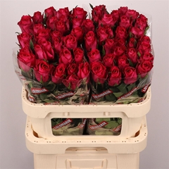 R Gr Madam Cerise