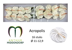 Anth A Acropolis