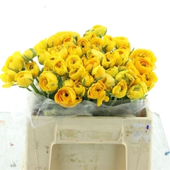 Ran Elegance Yellow 35cm 33gram