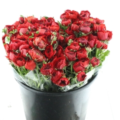 Ran Elegance Red 35cm 33gram