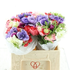 Anem Co Fullstar Gem 30cm