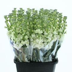 Matth Iron White 65cm 24