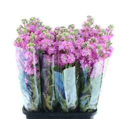 Matth Iron Pink 65cm 24