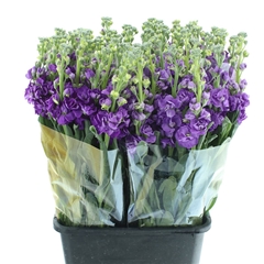Matth Iron Purple 65cm 24