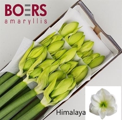 Hipp Ga Himalaya