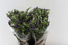 Fr Du Blue Sensation 54cm 26gram 23