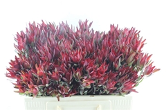 Leucad Sal Blush 50cm