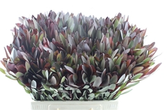 Leucad Safari Sunset 60cm