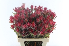 Leucad Sal Blush 60cm