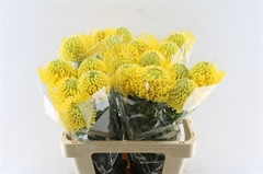 Leuco Nut High Gold 60cm