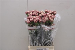 Di St Merletto Crimson