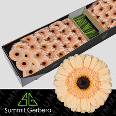 Germini Cabaret 45cm 7cm Ø