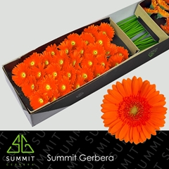 Germini Henry 45cm 7cm Ø