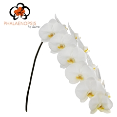 Phal T Magnif Maliha 70cm