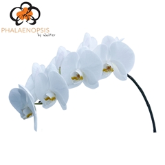 Phal T Magnif Maliha 65cm