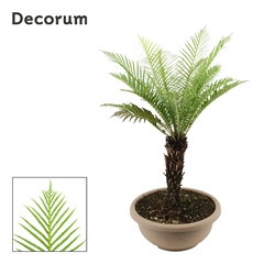 Blechnum Gibbum 35Ø 80cm