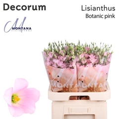 Eust E Botanic Pink 70cm