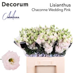 Eus G Chac Wed Pink 60cm
